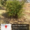 GREEN CAMPUS-6